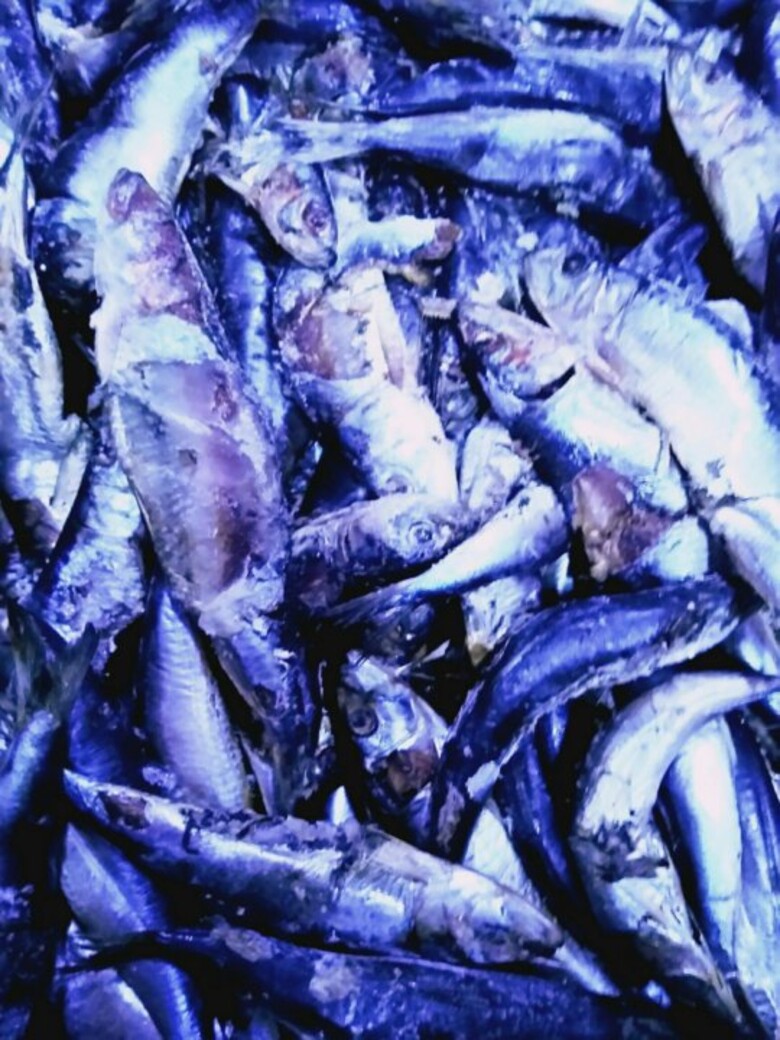 рыбные отходы-6